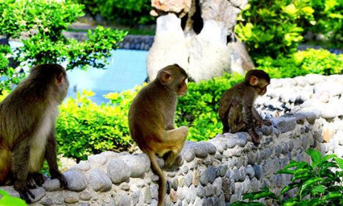 Tour Đảo Khỉ Nha Trang 1 Ngày